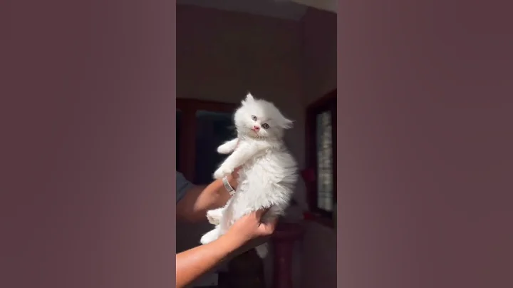 Video 8780951: breed persian cat facts, cat breed persian doll, breed persian doll face, cat kitten funny