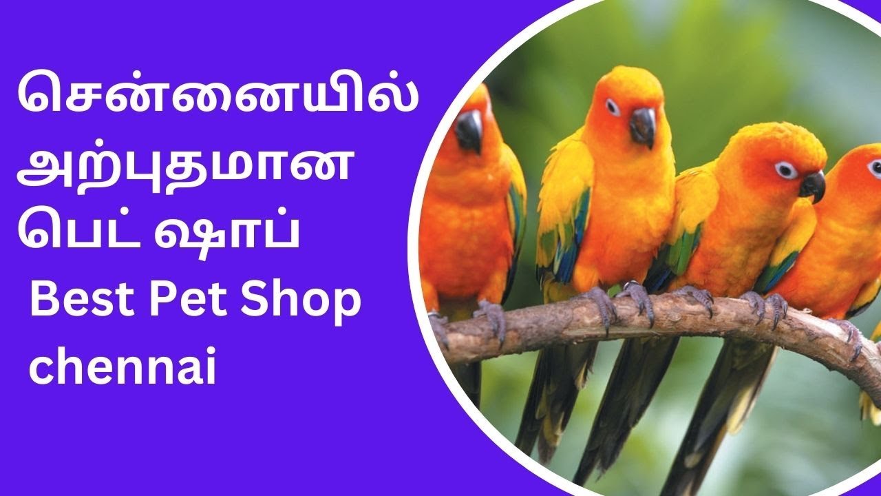 சென்னையில் அற்புதமான பெட் ஷாப் Best Pet Shop in chennai YouTube