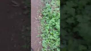 uk outdoor guerilla grow/ just a little walk to my spot Garden of Kate (been compromised) part 1