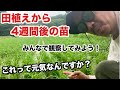 油断するな！苗の状態をみんなでチェックしよう！(RICE IS COMEDY®︎)