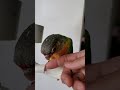 Yellowsided Green Cheek Conure Babies 8-2-2020