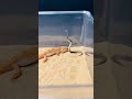 Lizard vs snake #wildlife #snake #animals