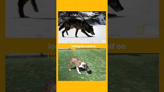 How to Read Fearful Dog Body Language During Training.