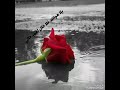 يلي هواك خلا 