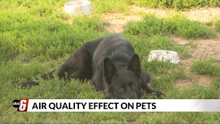 How poor air quality can impact pets