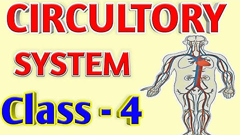 CIRCULATORY SYSTEM, Class 4