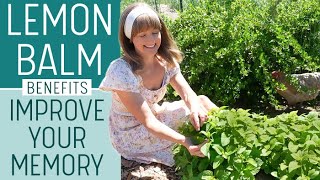 LEMON BALM BENEFITS | Memory & Brain Tea Recipe