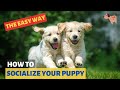 How to Socialize your Puppy WITHOUT any Hard Work? The Easy Way!!