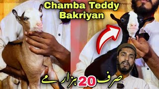 🍀Kala Chambi Teddy Bakriyan ❤️ Lalukhet Bakra Mandi Se Sasti Offer | Teddy Breading Setup 