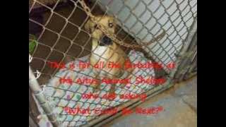 Download lagu What Could Be Next - An Ode to Shelter Animals