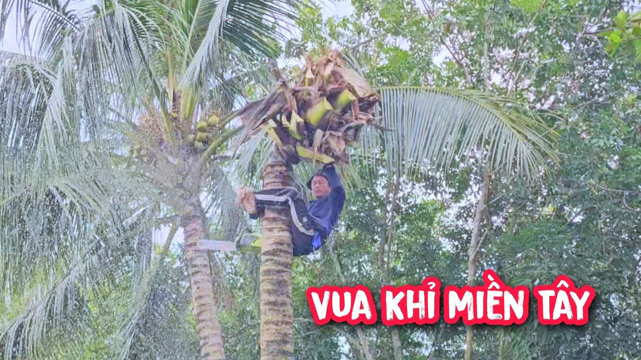 Vua Khỉ cưa hạ gốc nhiều cây Dừa khó tại Củ Chi (1/2)...