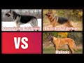 Osteuropäischer Schäferhund VS Deutscher Schäferhund VS Malinois