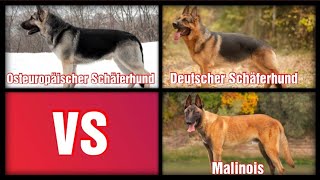 Malinois VS German Shepherd VS East European Shepherd