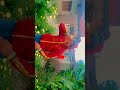 #bhojpuri #new #shortsfeed #viralvideo #ekmotahathighumechala #likeforlikes 🙏
