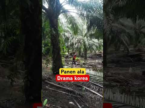Ala Ala Drama Korea Plantersindonesia Sawit Kelapasawit 