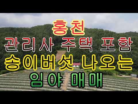 홍천 관리사 주택 포함 송이버섯 나오는 <strong>임야</strong> 매매 39503제곱 11949평 주택 66제곱 20평 1억7천만 원