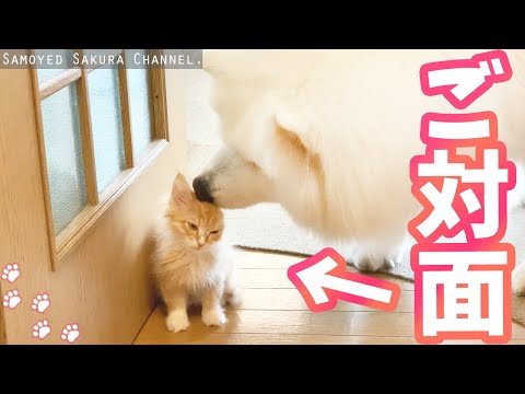 サモエドさくらが子猫と仲良くなるまでの記録