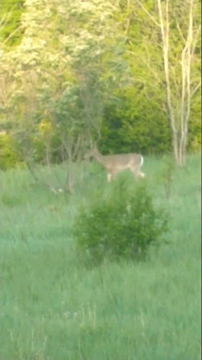 Dem Deer by The Bryan Bowers Band.