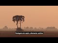 Gorongosa Grazers - PT Subtitles