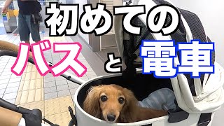 【元保護犬】エアバギーでバスと電車に初挑戦【カニンヘンダックスえびすの日常】