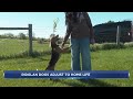 Ridglan Farms dogs begin adjusting to home life in foster care across Wisconsin