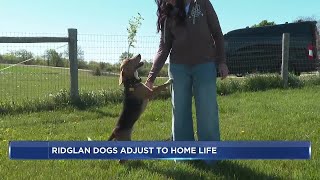 Ridglan Farms dogs begin adjusting to home life in foster care across Wisconsin