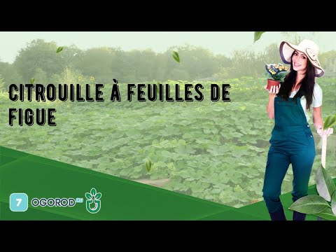 Vidéo: Citrouille à Feuilles De Figuier