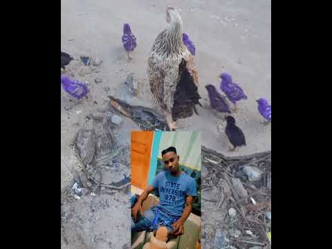 OfficialM6 Zoa Zoa Official Audio