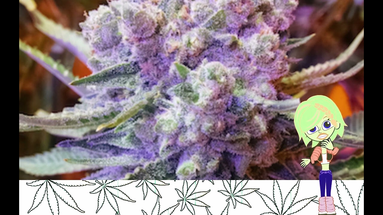 Sour OG Cheese   Ethos Genetics