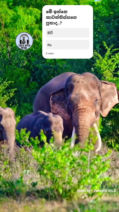 කාවන්තිස්ස එක්ක ඉන්නෙ එයාගෙ පුතාද මේ...? #elephant #viral #animals