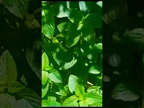 شاهد أفخر أنواع الريحان ريحان عراقي