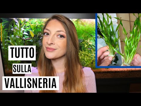 Video: La Vallisneria è Una Delle Preferite Dagli Acquariofili