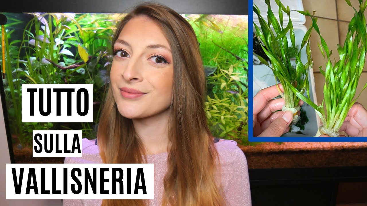 TUTTO sulla VALLISNERIA 🌿 Scheda tecnica