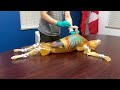 Positioning and Joint Articulation of Canine Phantom