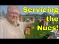 Servicing Nucs - That Bee Man