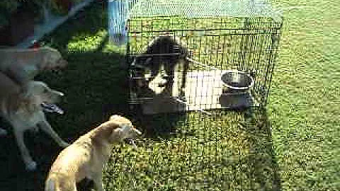 Soildans pups with first live coon