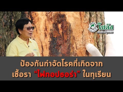 ป้องกันกำจัดโรคที่เกิดจาก "เชื้อราไฟทอปธอร่า" ในทุเรียน