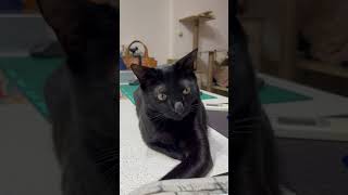 Happy Cat Kuro  #cat #cute #cute cat #shorts