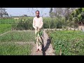 Freshvegetables kachi sabziyan asifvlog