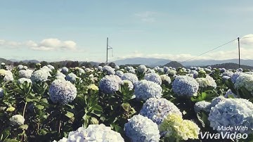 Cánh đồng Hoa Cẩm Tú Cầu - Đà Lạt 2018