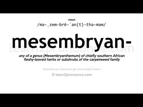 ቪዲዮ: Mesembryanthemums ምንድን ናቸው - ስለ Mesembryanthemum የእፅዋት እንክብካቤ ይወቁ