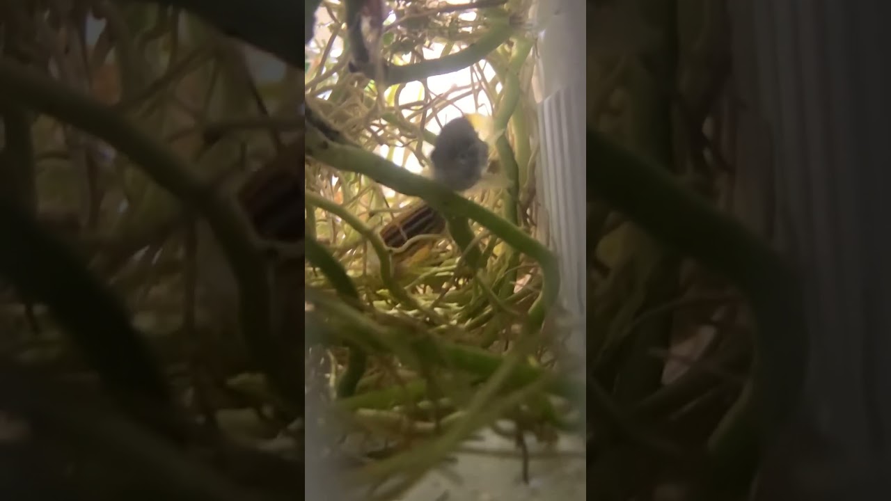 Zebra Danios spawning in Pothos roots 