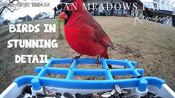 Triple-Solar Smart Bird Feeder Review | 2K UHD Camera, AI Bird ID & Outdoor Wildlife Watching