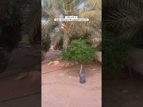 طول شجرة الكيموكوات