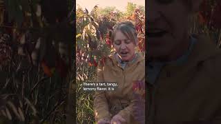 Sumac Harvesting | Nicole Zempel