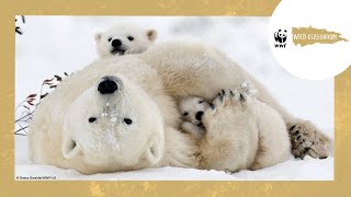 All About Polar Bears