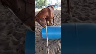 He Learns So Fast Wildmustang