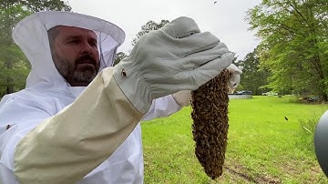 🔵 Transfer Swarm Trap Bees to Hive Box - 🐝 Teach a Man to Fish