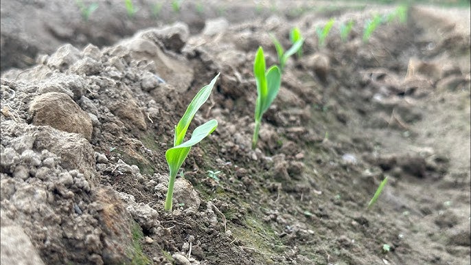 Men tugatdim va qiz dostim uni mushukiga yaladi (kompilyatsiya) Jinsiy aloqada erotik fantaziyalar