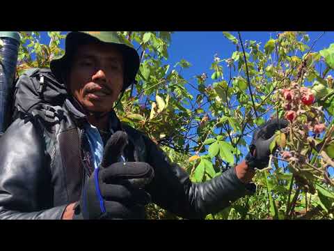 Video: Berry Liar (viburnum Dan Abu Gunung)